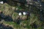 PICTURES/Scotland  Critters/t_Gulls2.JPG